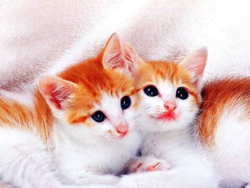 Orange and White Kittens. Rating: (8.00) [4074 views]. Theme: Animals