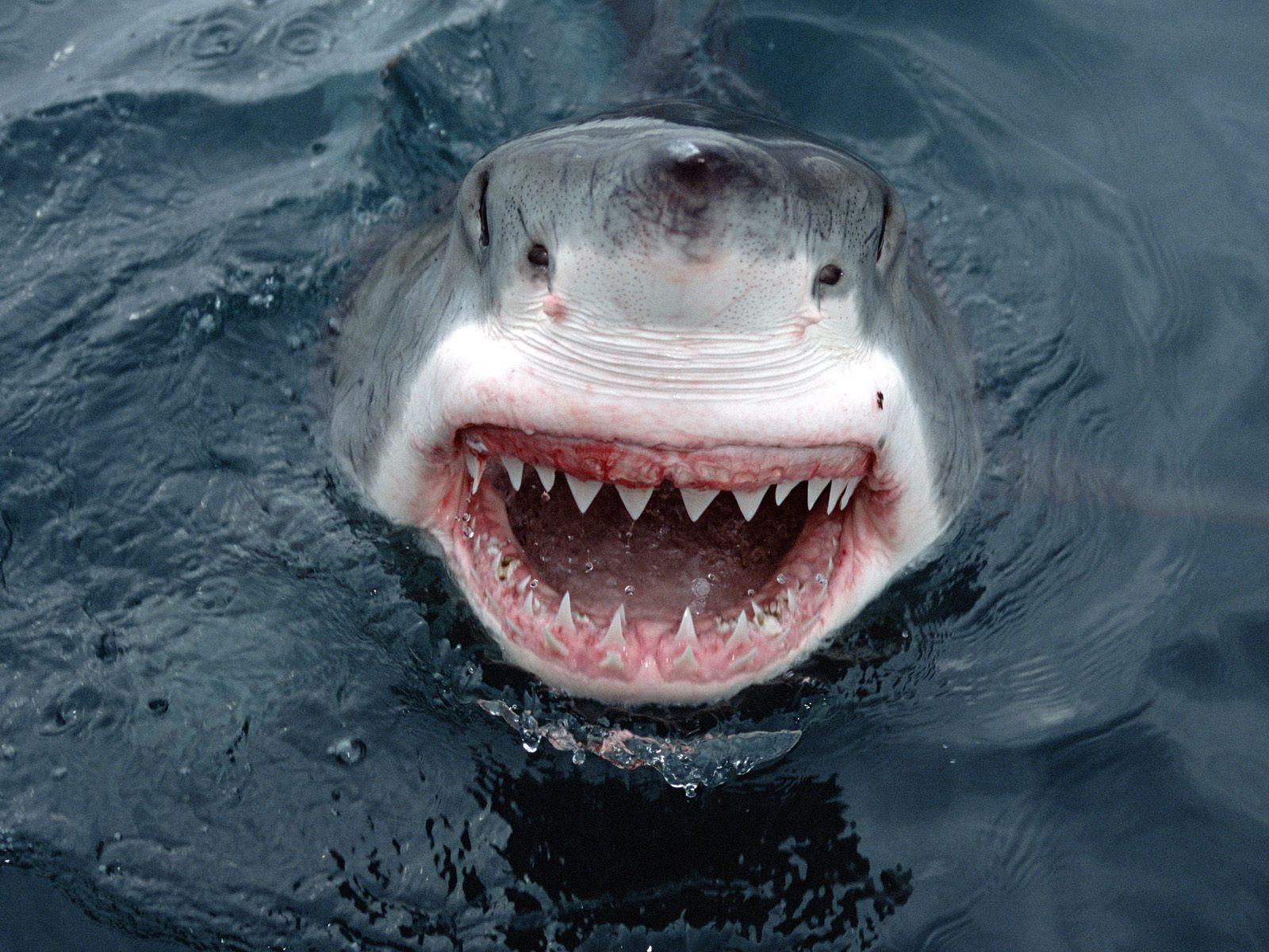Great White Sharks Pictures